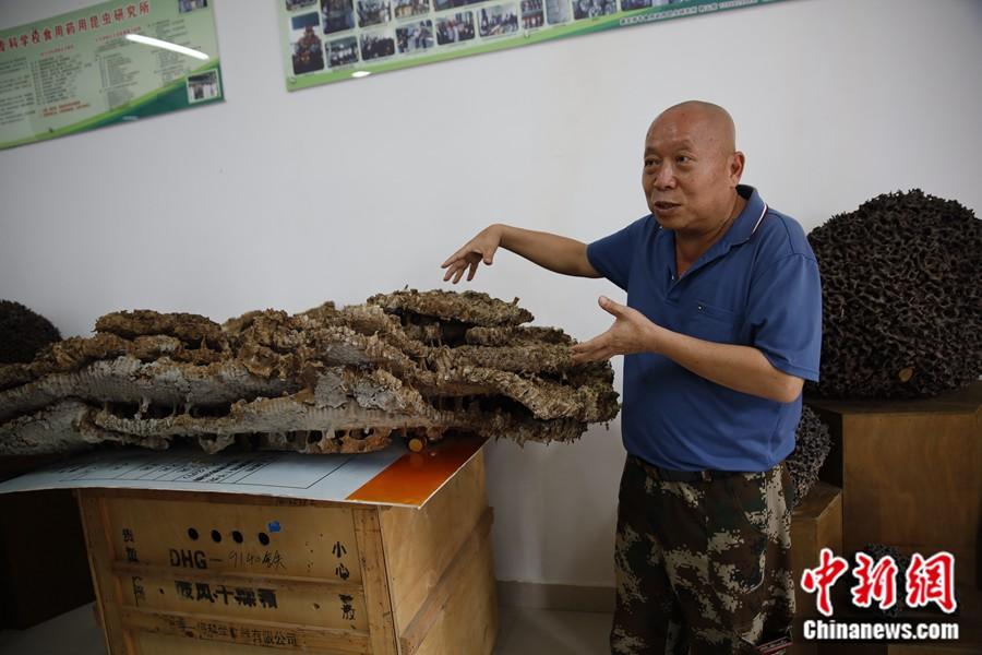 郭云膠教授在介紹胡蜂相關知識。中新網記者 張旭 攝