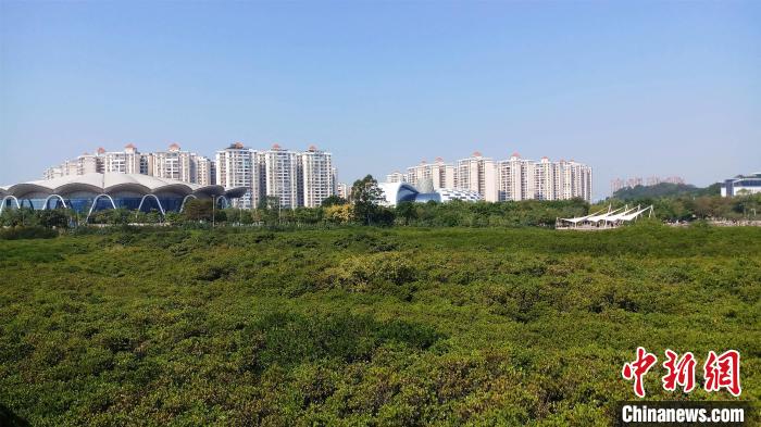 圖為防城港市北部灣海洋文化公園內(nèi)紅樹(shù)林郁郁蔥蔥?！●T抒敏 攝