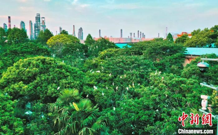 浙江經濟觀察：石化產業(yè)如何綠色高質量發(fā)展？