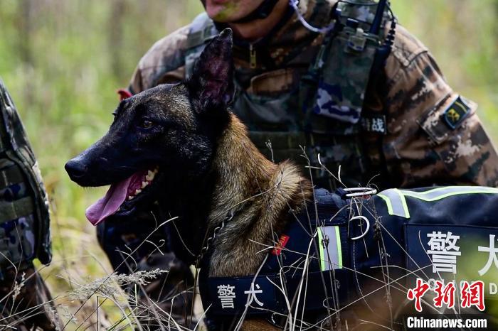 搜索犬協(xié)助行動(dòng)?！⊥粝渤?攝