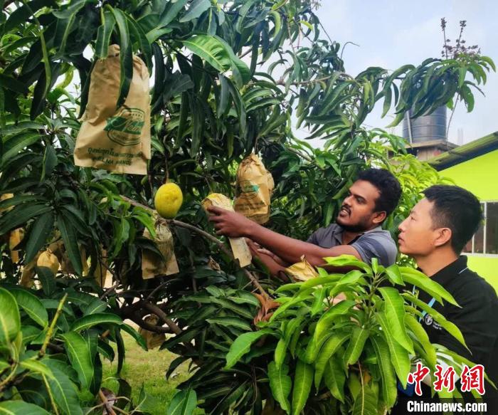 項目組專家在一處芒果生產(chǎn)基地開展田間病蟲害防控指導(dǎo)。　中斯南南合作專家組供圖